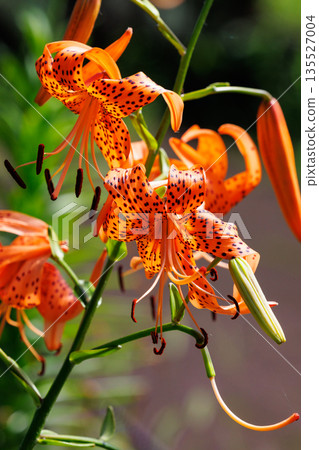 Tiger lily, a flower that blooms large flowers and attaches propagules Tiger lily, a flower that blooms large flowers and attaches propagules 135527004