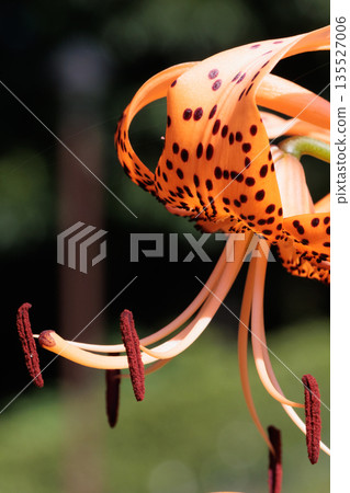 虎百合,開大花並附有繁殖體的花 虎百合,開大花並附有繁殖體的花 135527006