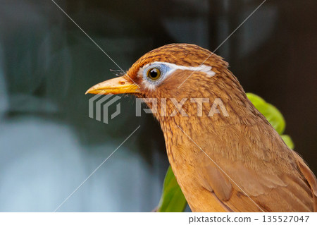 外來物種法禁止新繁殖的外來入侵物種中華花眉 135527047