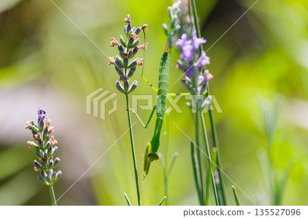 Mantis, a hunter with an inverted triangular face Mantis, a hunter with an inverted triangular face 135527096