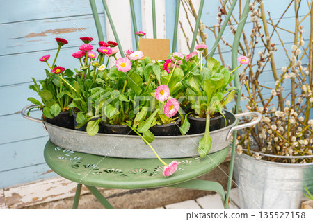 Spring pink daisies seedlings in metal tray on green chair at blue pastel wooden background 135527158
