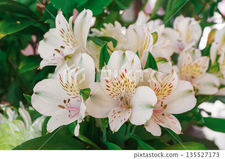 Close up, macro of white alstroemeria, peruvian lily flowers in fresh bouquet with green leaves Close up, macro of white alstroemeria, peruvian lily flowers in fresh bouquet with green leaves 135527173