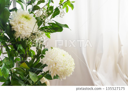 White chrysanthemum flowers near window with white curtains in bright natural light, copy space White chrysanthemum flowers near window with white curtains in bright natural light, copy space 135527175