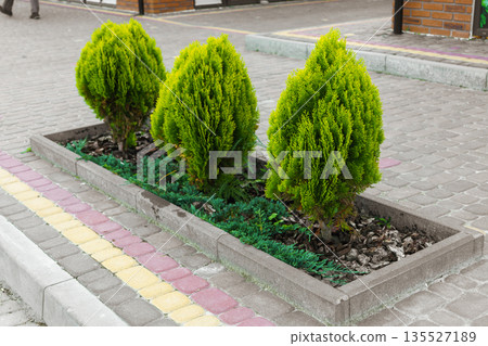 Decorative green shrubs in urban landscape design on street, decorative greenery for flower bed Decorative green shrubs in urban landscape design on street, decorative greenery for flower bed 135527189