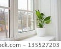 Fresh green decorative houseplant Spathiphyllum in white pot on a windowsill, ornamental plant 135527203