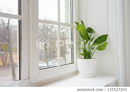 Fresh green decorative houseplant Spathiphyllum in white pot on a windowsill, ornamental plant 135527203