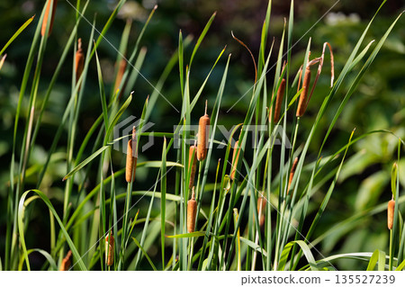 Gama who knitted leaves to make straw mats and floor coverings 135527239