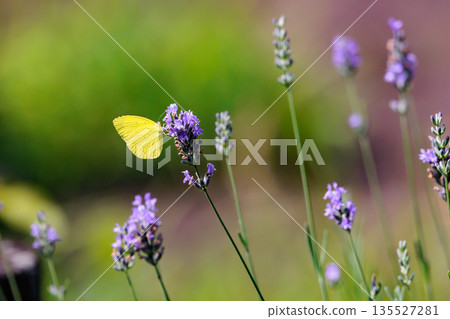 Similar to Colias erate, but without white crests Similar to Colias erate, but without white crests 135527281