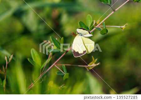 Similar to Colias erate, but without white crests Similar to Colias erate, but without white crests 135527285