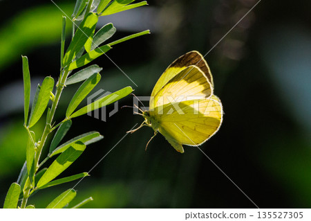 類似於 Colias erate，但沒有白色波峰 135527305