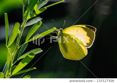 類似於 Colias erate，但沒有白色波峰 135527306
