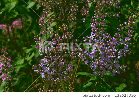 Pink tenderness.Spring branches of purple lilac in garden park 135527330