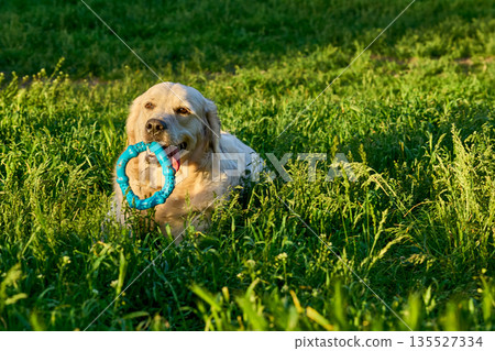 White retriever playing on grass with ring toy 135527334