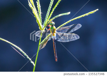 The fastest bug in the insect world that patrolls at high speed. The fastest bug in the insect world that patrolls at high speed. 135527346