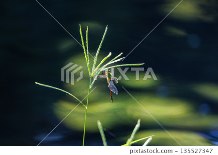 The fastest bug in the insect world that patrolls at high speed. 135527347