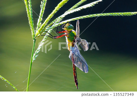 The fastest bug in the insect world that patrolls at high speed. The fastest bug in the insect world that patrolls at high speed. 135527349