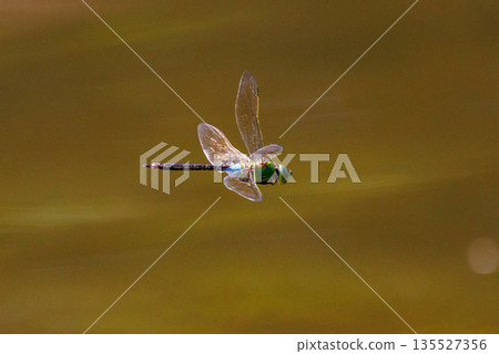 The fastest bug in the insect world that patrolls at high speed. 135527356