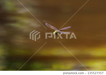 The fastest bug in the insect world that patrolls at high speed. The fastest bug in the insect world that patrolls at high speed. 135527357