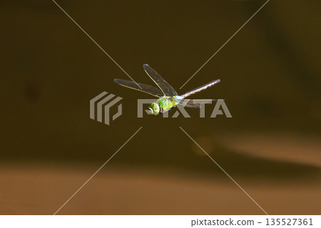 The fastest bug in the insect world that patrolls at high speed. The fastest bug in the insect world that patrolls at high speed. 135527361