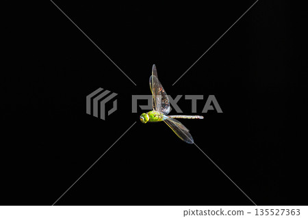 高速巡邏的昆蟲界最快的蟲子。 135527363