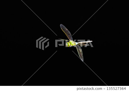 高速巡邏的昆蟲界最快的蟲子。 135527364