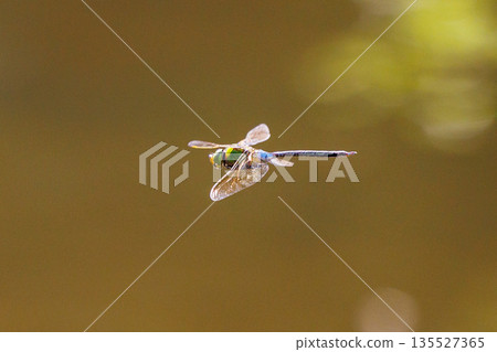 高速巡邏的昆蟲界最快的蟲子。 135527365