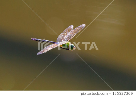 The fastest bug in the insect world that patrolls at high speed. The fastest bug in the insect world that patrolls at high speed. 135527369