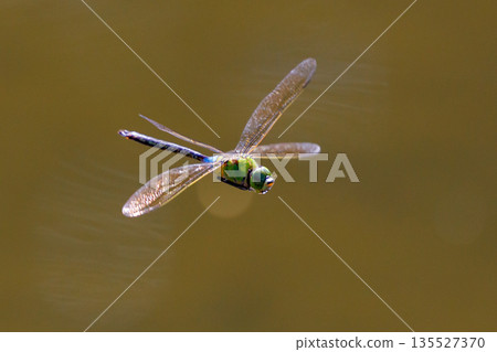 The fastest bug in the insect world that patrolls at high speed. The fastest bug in the insect world that patrolls at high speed. 135527370