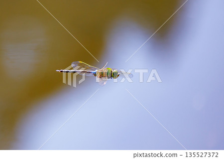 The fastest bug in the insect world that patrolls at high speed. 135527372