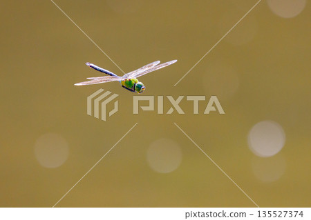 高速巡邏的昆蟲界最快的蟲子。 135527374