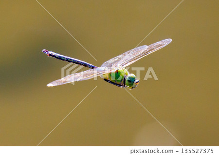 高速巡邏的昆蟲界最快的蟲子。 高速巡邏的昆蟲界最快的蟲子。 135527375