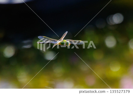 The fastest bug in the insect world that patrolls at high speed. The fastest bug in the insect world that patrolls at high speed. 135527379