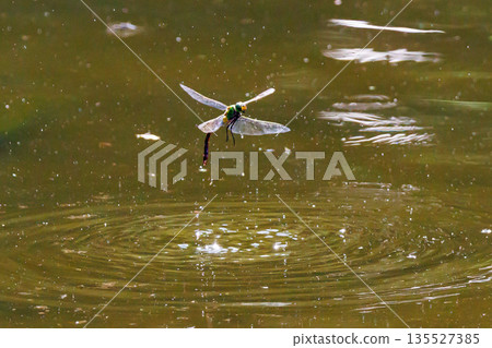 The fastest bug in the insect world that patrolls at high speed. The fastest bug in the insect world that patrolls at high speed. 135527385
