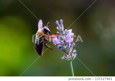 It is misunderstood as ferocious because of its loud body and wings, but it is surprisingly mild-mannered bee. 135527401