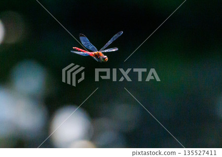 Sympetrum baccha, a member of the red dragonfly that inhabits a wide range of areas from alpine to school pools Sympetrum baccha, a member of the red dragonfly that inhabits a wide range of areas from alpine to school pools 135527411