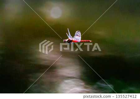 Sympetrum baccha, a member of the red dragonfly that inhabits a wide range of areas from alpine to school pools 135527412