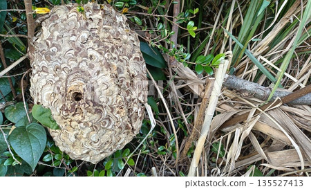Wasp nest on dead tree Wasp nest on dead tree 135527413