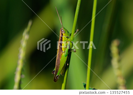 Oxya yezoensis, an agricultural pest that loves gramineous plants Oxya yezoensis, an agricultural pest that loves gramineous plants 135527455