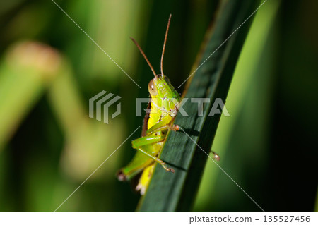 Oxya yezoensis, an agricultural pest that loves gramineous plants 135527456