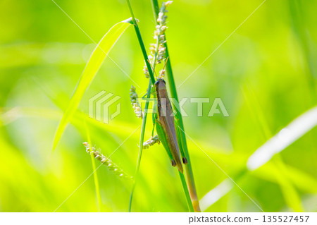 Oxya yezoensis, an agricultural pest that loves gramineous plants Oxya yezoensis, an agricultural pest that loves gramineous plants 135527457