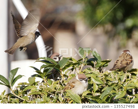 A flock of sparrows flying from a hedge and everyday natural scenery A flock of sparrows flying from a hedge and everyday natural scenery 135527498