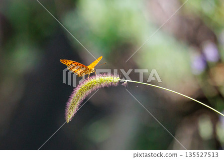 一隻模仿毒蝴蝶的蝴蝶，平原虎，印度貝母 135527513