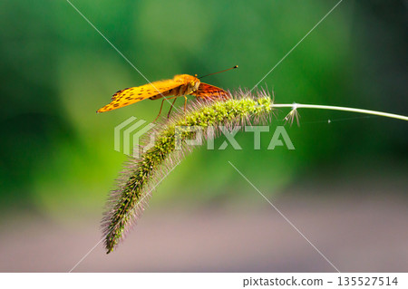 A butterfly that mimics the poisonous butterfly, Plain Tiger, Indian Fritillary 135527514