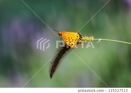 A butterfly that mimics the poisonous butterfly, Plain Tiger, Indian Fritillary A butterfly that mimics the poisonous butterfly, Plain Tiger, Indian Fritillary 135527515