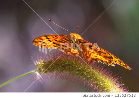 A butterfly that mimics the poisonous butterfly, Plain Tiger, Indian Fritillary A butterfly that mimics the poisonous butterfly, Plain Tiger, Indian Fritillary 135527518