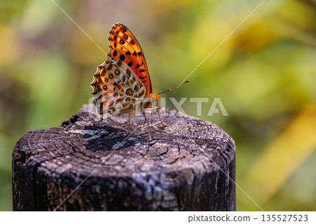 一隻模仿毒蝴蝶的蝴蝶，平原虎，印度貝母 135527523