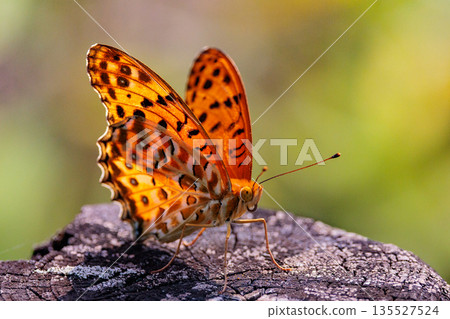 A butterfly that mimics the poisonous butterfly, Plain Tiger, Indian Fritillary A butterfly that mimics the poisonous butterfly, Plain Tiger, Indian Fritillary 135527524