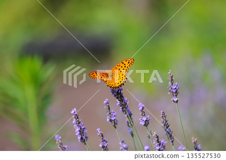 A butterfly that mimics the poisonous butterfly, Plain Tiger, Indian Fritillary A butterfly that mimics the poisonous butterfly, Plain Tiger, Indian Fritillary 135527530