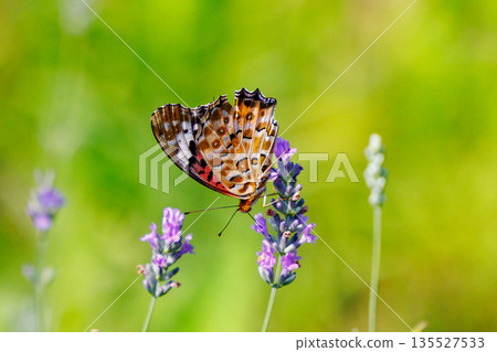A butterfly that mimics the poisonous butterfly, Plain Tiger, Indian Fritillary A butterfly that mimics the poisonous butterfly, Plain Tiger, Indian Fritillary 135527533