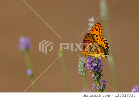 一隻模仿毒蝴蝶的蝴蝶，平原虎，印度貝母 135527535